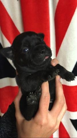 All Black Bull Lover's - Chiot disponible  - Staffordshire Bull Terrier