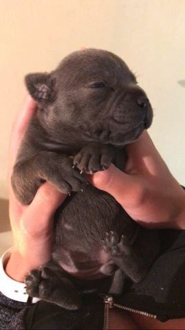 All Black Bull Lover's - Chiot disponible  - Staffordshire Bull Terrier
