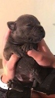 CHIOT
