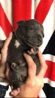 CHIOT