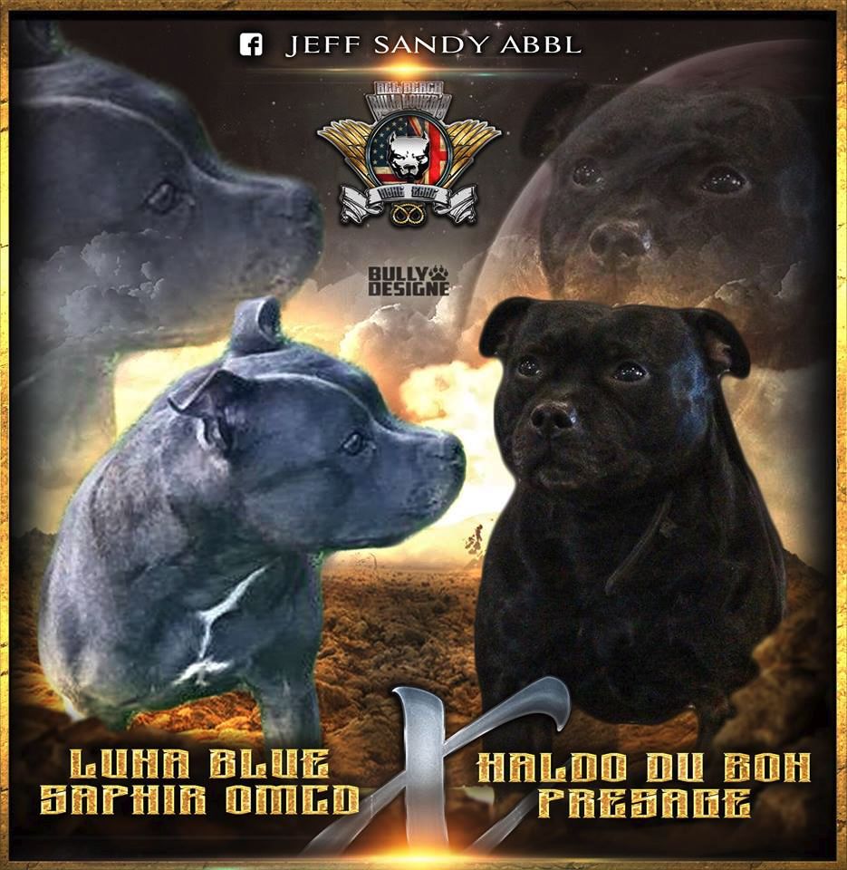 All Black Bull Lover's - Staffordshire Bull Terrier - Portée née le 15/04/2017